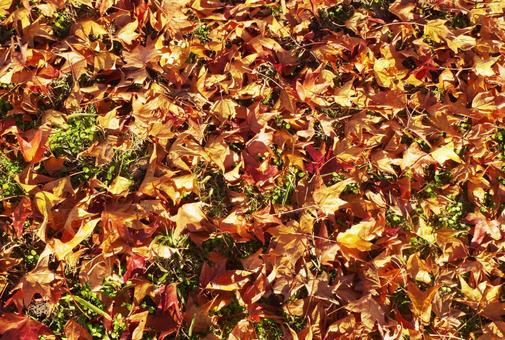 秋のイメージ 紅葉 落ち葉 葉っぱ 秋のイメージ 紅葉 落ち葉 葉っぱの写真