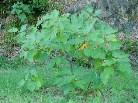 【植物写真】イチジクの木 【植物写真】イチジクの木の写真