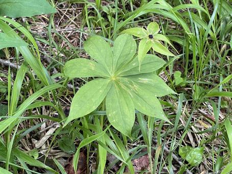 Photo, paris verticillata, rare flowers, green flowers, 