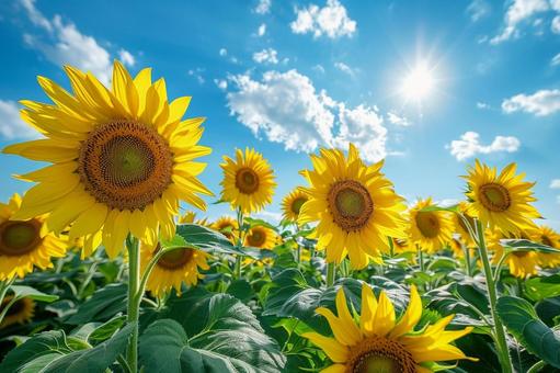夏を彩る美しいひまわりの花畑 夏を彩る美しいひまわりの花畑の写真