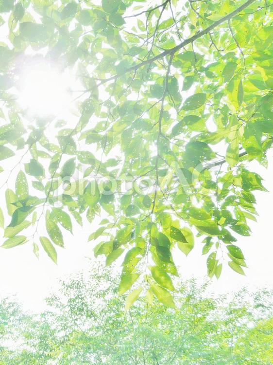木漏れ日　キラキラ輝く　新緑 緑 木漏れ日,木洩れ日,木洩れ陽の写真素材