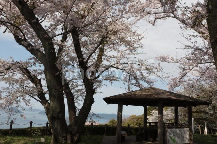 桜と瀬戸内海 紫雲出山,桜,さくらの写真素材