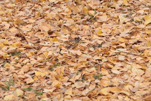 落ち葉のじゅうたんの写真