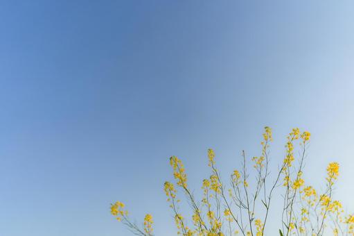 菜の花 菜の花の写真