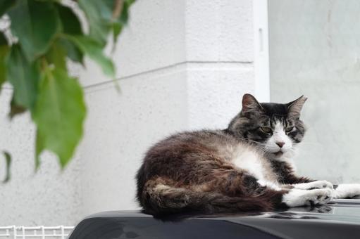 車の上でくつろぐ猫 猫,ねこ,野良猫の写真素材