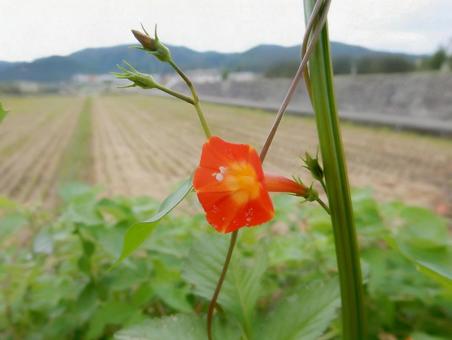 【花の写真】 マルバルコウソウ 【花の写真】 マルバルコウソウ マルバルコウソウ,丸葉縷紅草,花の写真素材