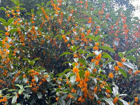 キンモクセイ キンモクセイ,花,樹木の写真素材