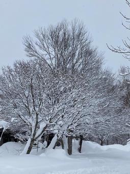 雪と木 雪と木の写真
