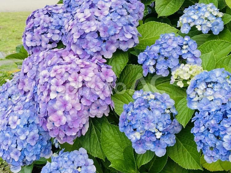 カラフルな紫陽花 紫陽花,アジサイ,花の写真素材