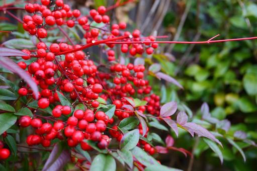 Photo, red, real, autumn, 