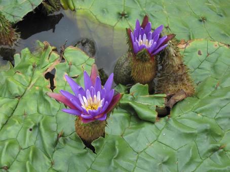 オニバス　咲く風景 オニバス,水生植物,浮水性水草の写真素材