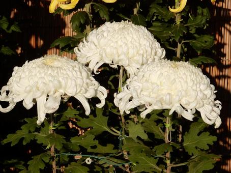 【風景写真】福山菊花展覧会の風景の写真