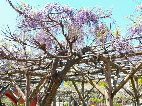 Wisteria has started to bloom, JPG Wisteria has started to bloom, JPG