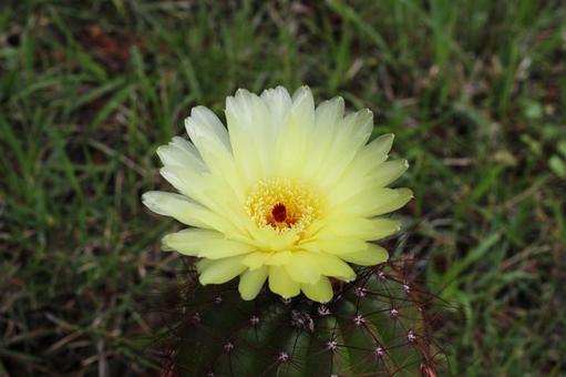 サボテンの花2 サボテンの花2の写真
