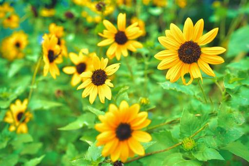 ひまわり畑で撮影した小さめの向日葵② ひまわり畑で撮影した小さめの向日葵②の写真