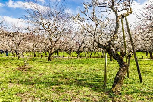 偕楽園公園　満開の梅園 偕楽園,花,梅の写真素材