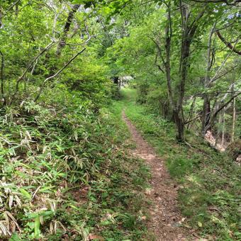 緑の登山道 緑の登山道の写真