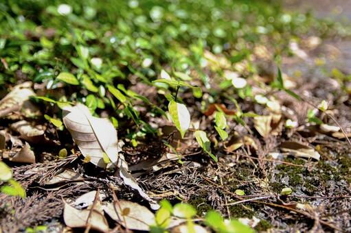 Shimmering leaves, leaf, natural, soil, JPG