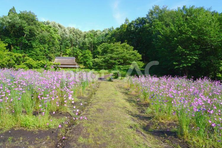 ぎふ清流里山公園　花畑と小道 自然,風景,景色の写真素材