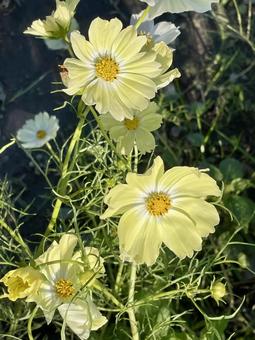 レモンイエローのコスモスの写真