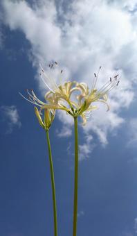 白い曼珠沙華 彼岸花 白い曼珠沙華 彼岸花の写真