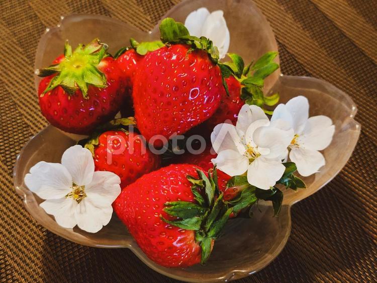 桜の花と苺2 苺,桜の花,春の写真素材