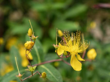 セントジョーンズワートは明るい黄色のお花 セントジョーンズワートは明るい黄色のお花の写真