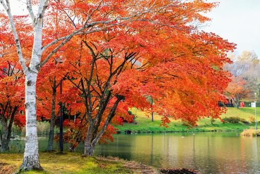 清水公園の紅葉 清水公園の紅葉,紅葉,清水公園の写真素材