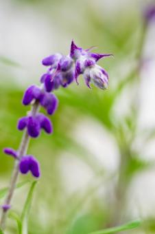アメジストセージ⑷ アメジストセージ⑷ 花,アメジストセージ,メキシカンセージの写真素材