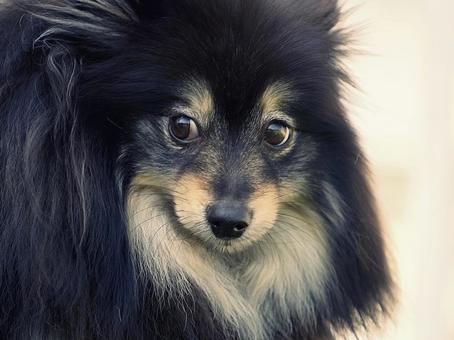 ふわふわポメラニアンの顔 ふわふわポメラニアンの顔 犬,ポメラニアン,ポメの写真素材
