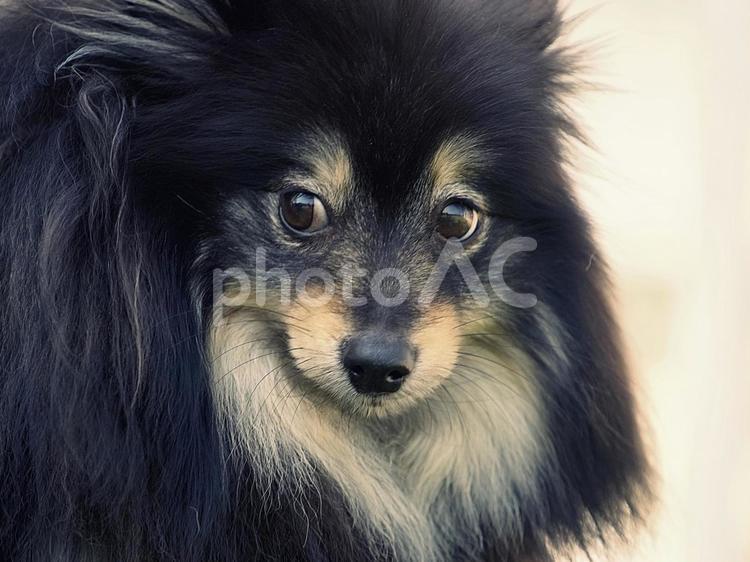 ふわふわポメラニアンの顔 犬,ポメラニアン,ポメの写真素材