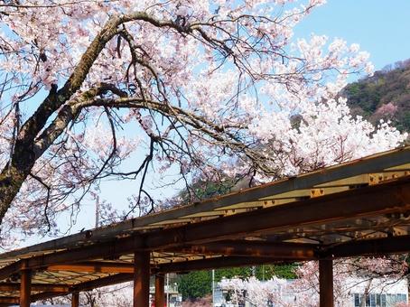 屋根と桜の風景 屋根と桜の風景の写真