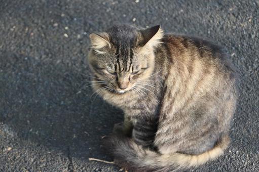 キジトラ猫の写真