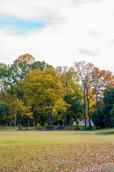 紅葉した公園の木々 風景,秋,自然の写真素材