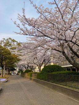 春の道 春の道の写真