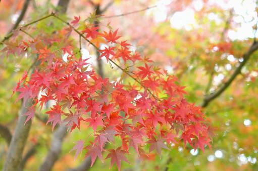 紅葉-178 紅葉-178の写真