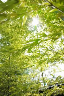 竹林から見上げた空 竹林から見上げた空の写真