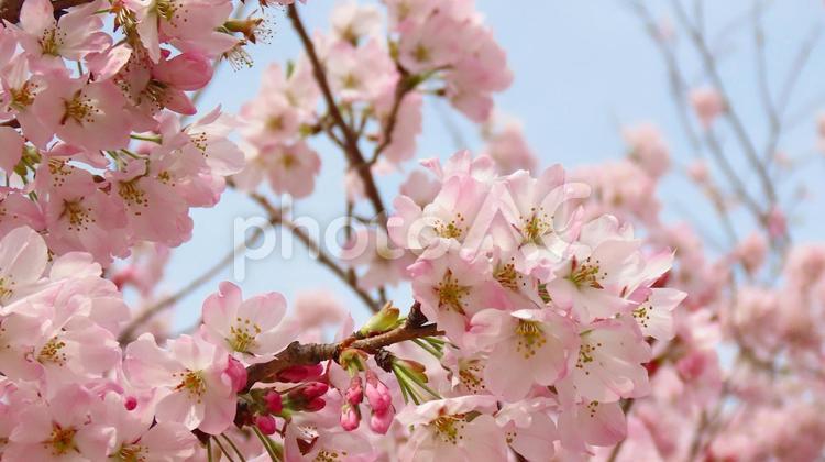 2025 横須賀城跡公園　江戸彼岸桜満開 桜,春,江戸彼岸桜の写真素材