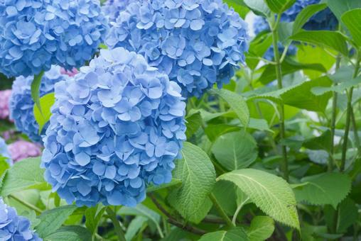 紫陽花の青色 紫陽花の青色 紫陽花,あじさい,アジサイの写真素材