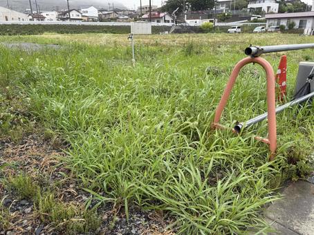 Photo, vacant land, weed, grassy, 