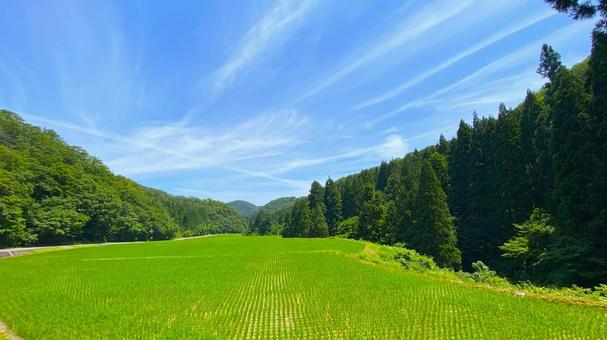 夏の田園風景(石川・白山市) 夏の田園風景(石川・白山市) 田舎,田んぼ,田園の写真素材