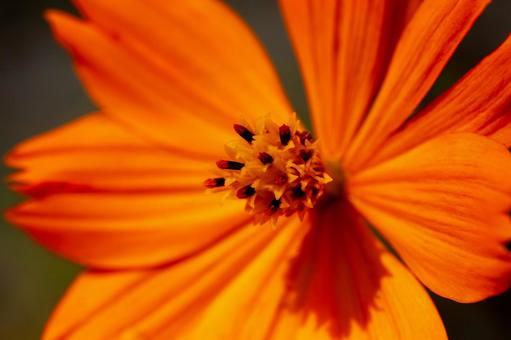 Orange Cosmos, JPG Orange Cosmos, JPG