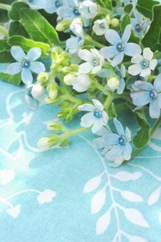 ブルースターの花束 ブルースターの花束 ブルースター,花,夏の写真素材