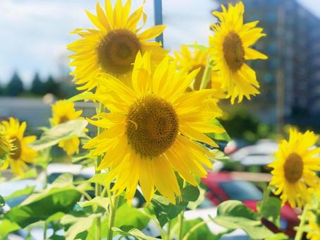 ひまわりの花 ひまわりの花の写真