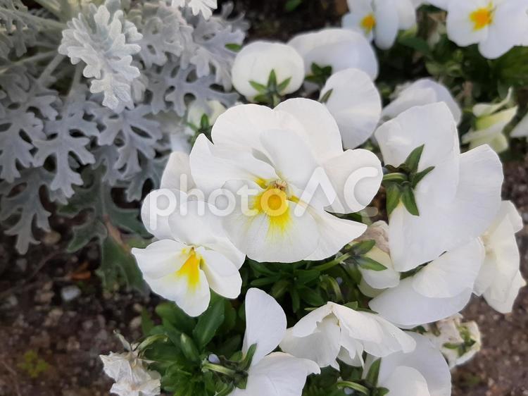 パンジー パンジー,白い,花壇の写真素材