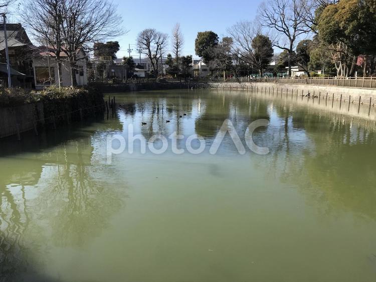 晴れた日の公園と池 池,公園,晴れの写真素材