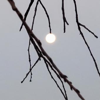 満月あそび(線香花火) 満月あそび(線香花火)の写真