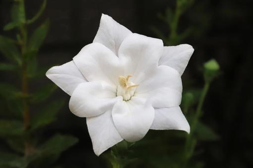 白いキキョウの花 白いキキョウの花の写真