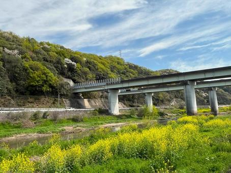 【花の写真】菜の花が咲く風景 【花の写真】菜の花が咲く風景 菜の花,なのはな,アブラナの写真素材