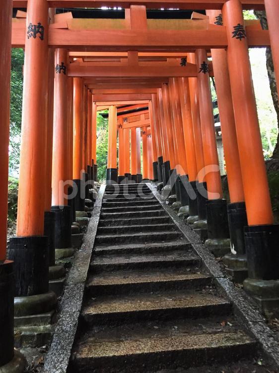 京都の伏見稲荷大社の千本鳥居【日本三大稲荷】 伏見稲荷,伏見稲荷大社,日本三大稲荷の写真素材